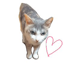[LINEスタンプ] momoko cat