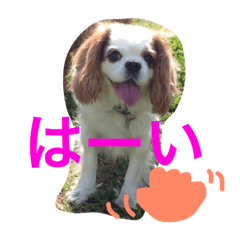 [LINEスタンプ] チャコちゃんです