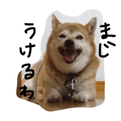 [LINEスタンプ] わがままふくちゃん