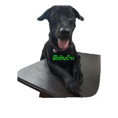 [LINEスタンプ] woondam v.1