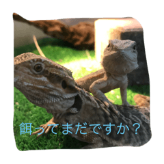 [LINEスタンプ] 可愛い爬虫類