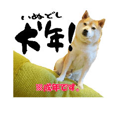 [LINEスタンプ] 豆柴ビーンの年末年始