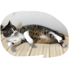 [LINEスタンプ] Japanese cat is white kigitora