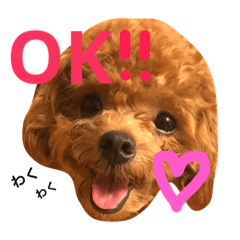 [LINEスタンプ] マルプーchocoちゃん