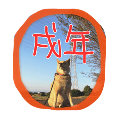 [LINEスタンプ] dre:am dog 3