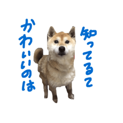 [LINEスタンプ] 愛犬チーズ