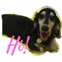 [LINEスタンプ] dachshund-Strawberry