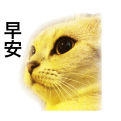 [LINEスタンプ] my cat star people