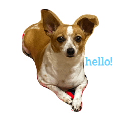 [LINEスタンプ] ベッキー犬