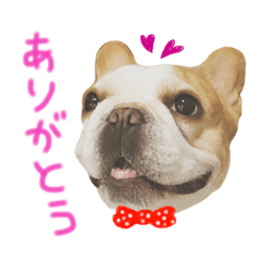 [LINEスタンプ] フレンチブルドッグのダイアナ