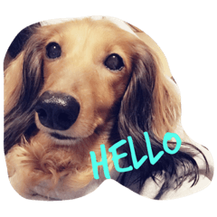 [LINEスタンプ] Chappy Stamp