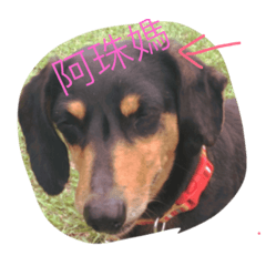 [LINEスタンプ] Happy Happy HotDog