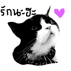 [LINEスタンプ] love me love my cat : sweet and true