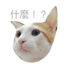 [LINEスタンプ] FAT CAT say something