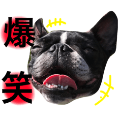 [LINEスタンプ] ボストンテリアのブリトニー