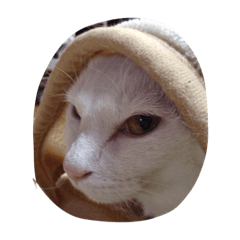 [LINEスタンプ] cat is funny--