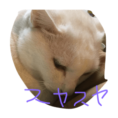 [LINEスタンプ] デルーロの会話