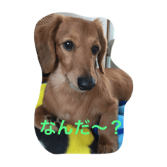 [LINEスタンプ] ダックスのモン太郎