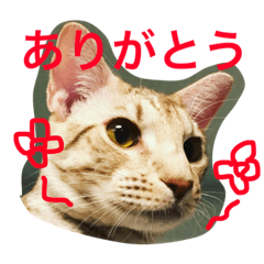 [LINEスタンプ] sweetcat milk