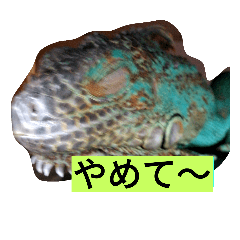 [LINEスタンプ] イグアナさんのスタンプ