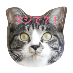 [LINEスタンプ] yukikoneko2
