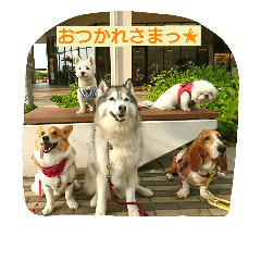[LINEスタンプ] 一生犬命(笑)