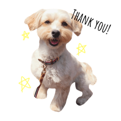 [LINEスタンプ] まろんちゃんのスタンプ