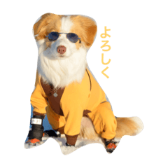 [LINEスタンプ] ボーダーコリーノアのおしゃべり