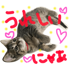 [LINEスタンプ] ねこねこにゃんスタンプ2