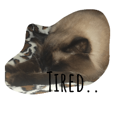 [LINEスタンプ] Sleepy Mishka