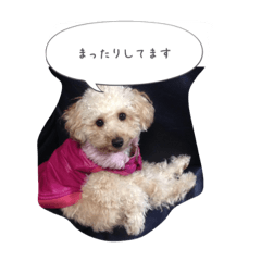 [LINEスタンプ] トイプードル あんずちゃん 子供へ編