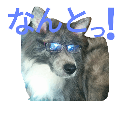[LINEスタンプ] mofumofuakitainu