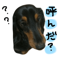 [LINEスタンプ] ダックスのラックくん