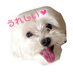 [LINEスタンプ] ワンコな日々