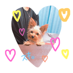 [LINEスタンプ] Yorkie.yuzu2