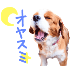 [LINEスタンプ] キャバリアのロンくん