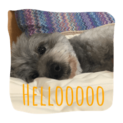 [LINEスタンプ] my name is mr.mojo