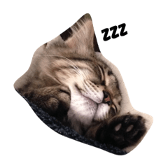 [LINEスタンプ] kitty Momo
