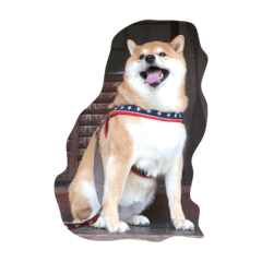 [LINEスタンプ] 柴犬すうのスタンプ