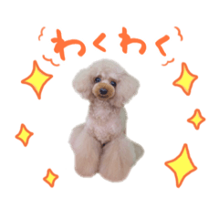 [LINEスタンプ] トイプードル だんご＆おはぎ