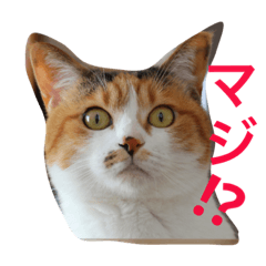 [LINEスタンプ] 三毛猫コンソメちゃん