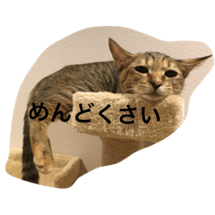 [LINEスタンプ] ゆるかわワンニャン