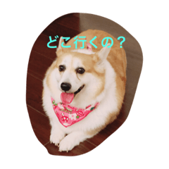 [LINEスタンプ] ワンニャンの日常