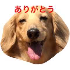 [LINEスタンプ] ミニチュアダックス・スタンプ