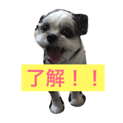 [LINEスタンプ] キャンディとミヨン