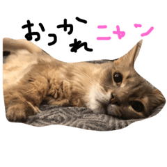 [LINEスタンプ] にゃんweow