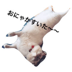 [LINEスタンプ] 白猫マロンさん