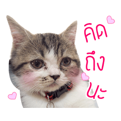 [LINEスタンプ] Cat Family in the house