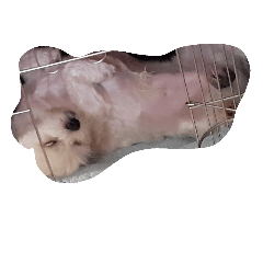 [LINEスタンプ] love you doge