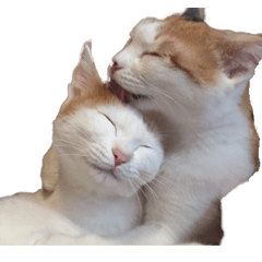 [LINEスタンプ] 茶白猫と三毛猫の写真スタンプ3